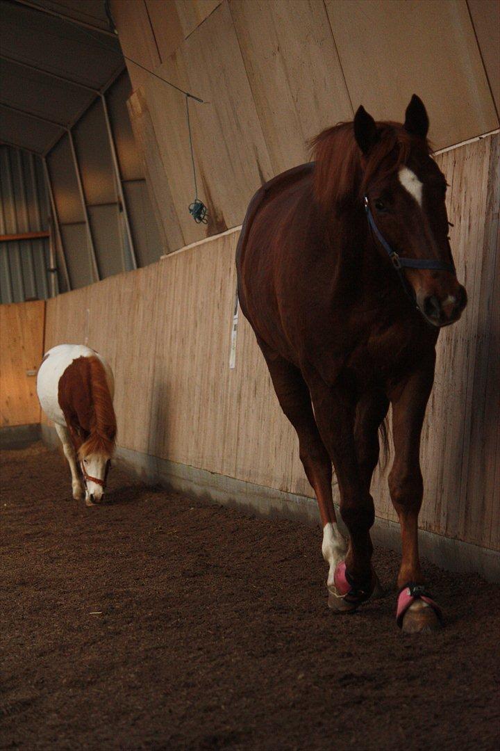 Trakehner Pro firfod billede 13