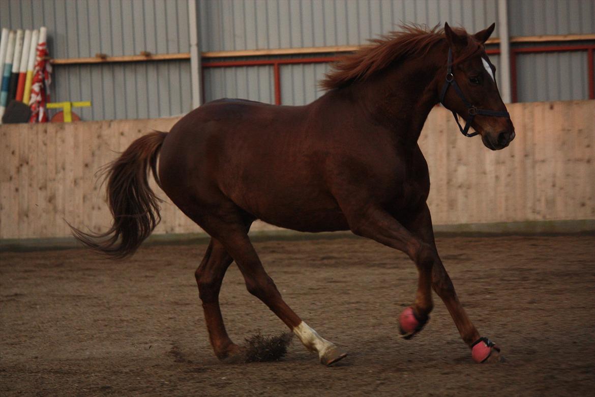 Trakehner Pro firfod billede 14