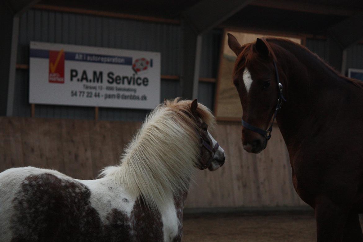 Trakehner Pro firfod billede 15