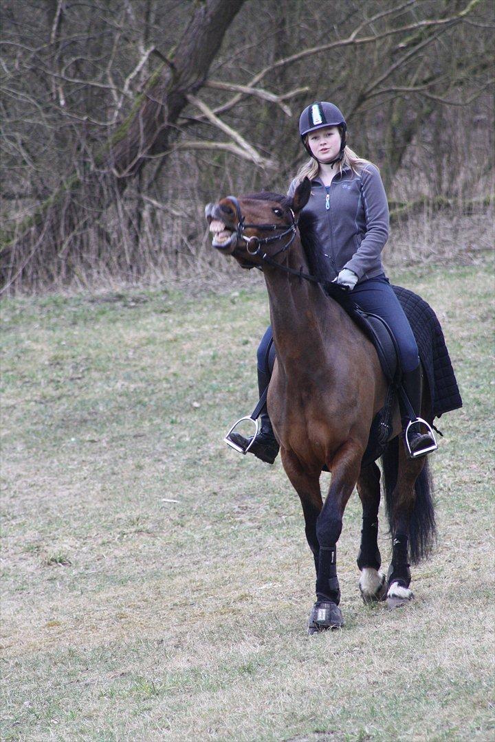 Irsk Sportspony Laney's Max - Max fik lige et flip <3 
- taget af PL-foto billede 4