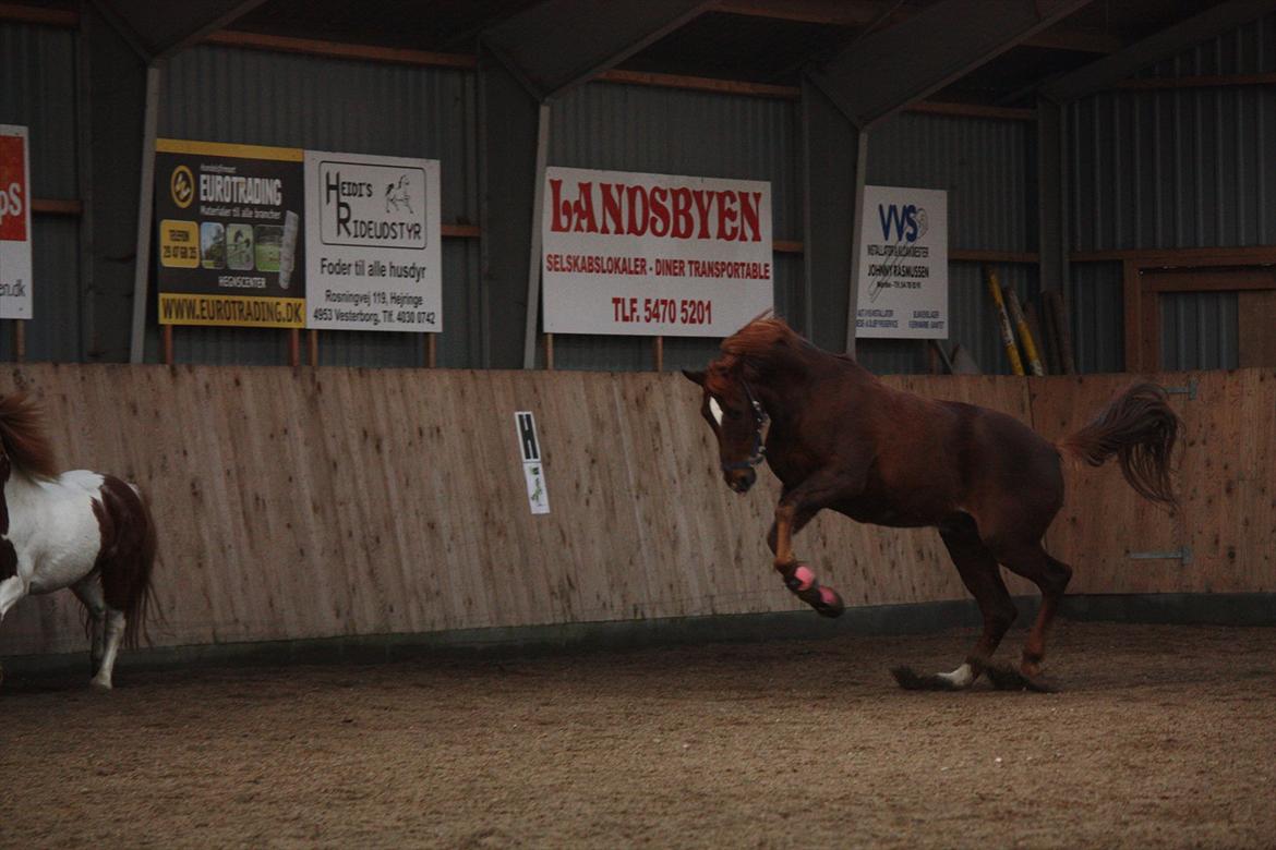 Trakehner Pro firfod billede 16