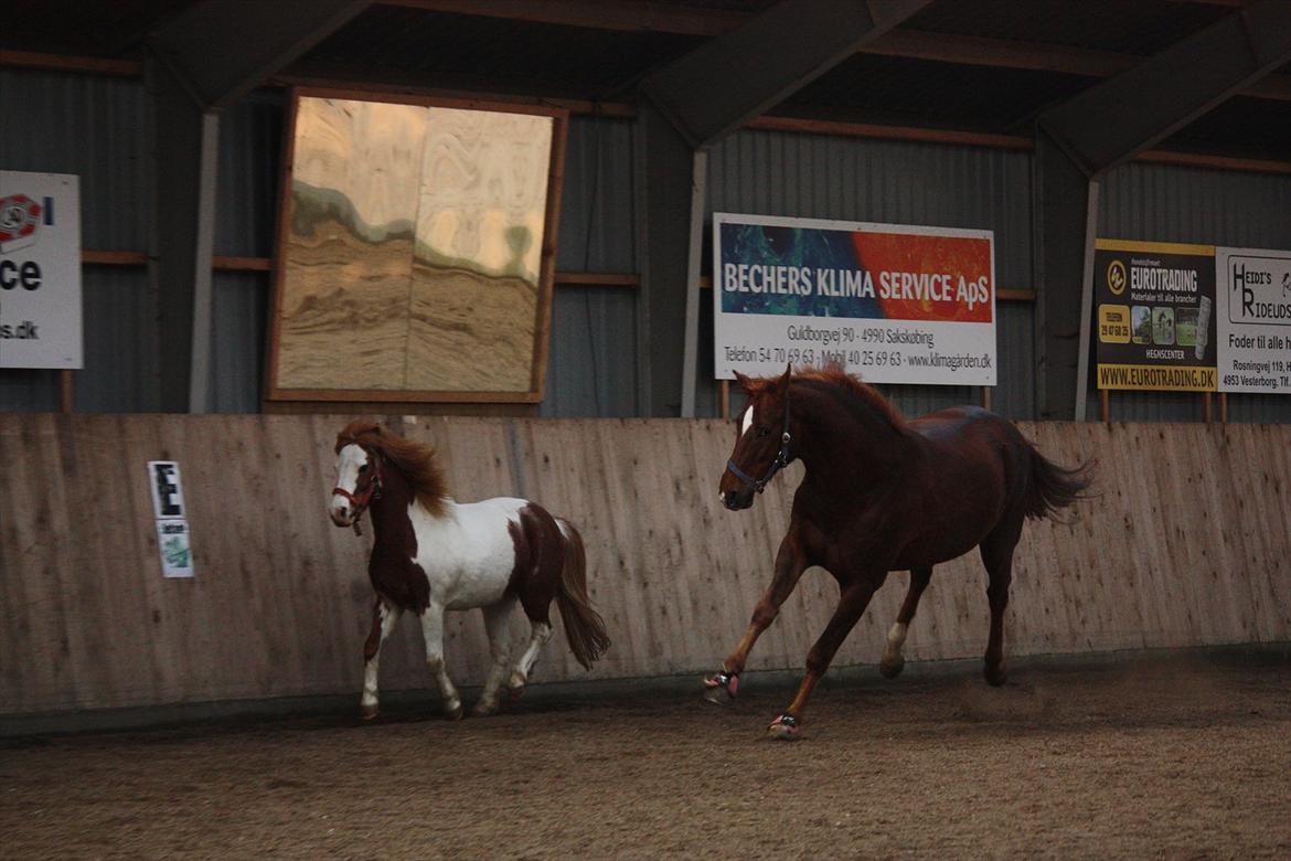 Trakehner Pro firfod billede 17