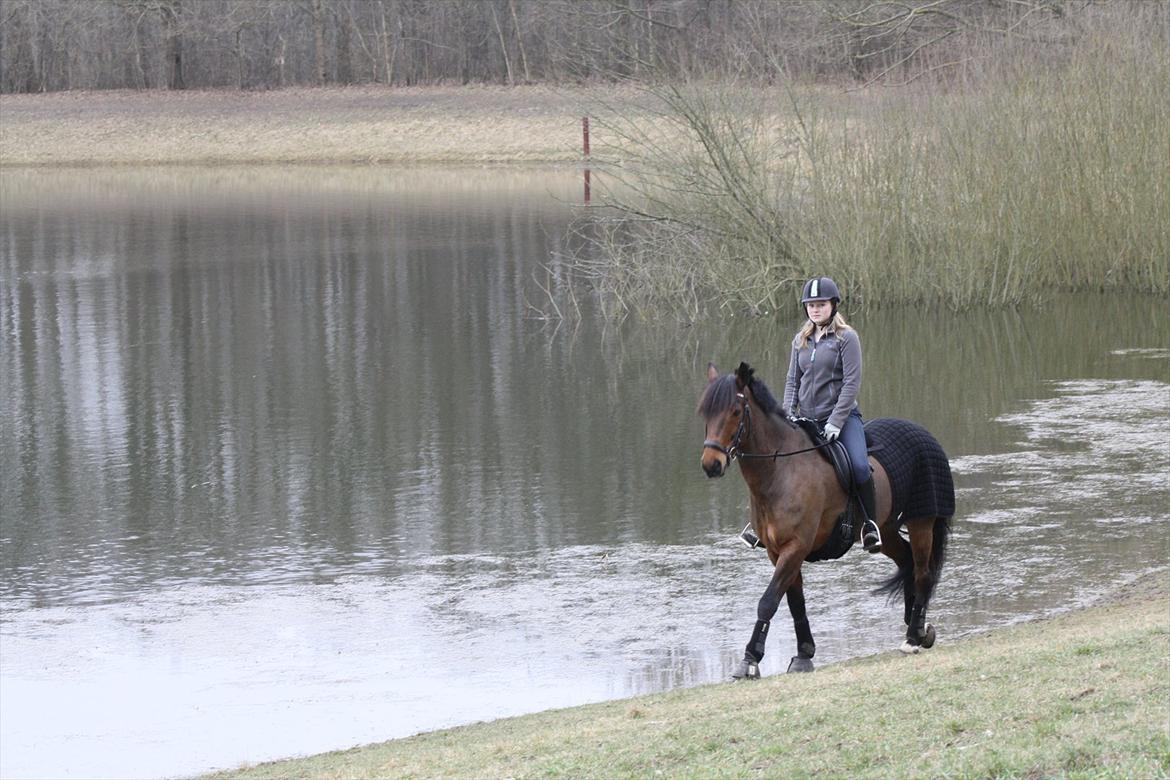 Irsk Sportspony Laney's Max - Skridter ved søen (-: <3
PL-foto billede 6