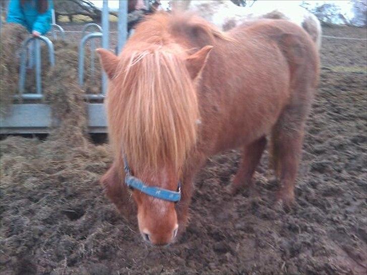 Islænder helsehjemmet´s kvikka - på fold billede 5