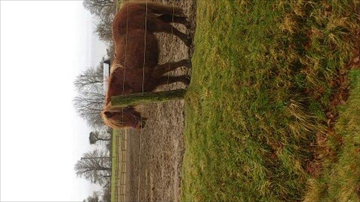 Islænder helsehjemmet´s kvikka - kviksen igen:-) billede 6