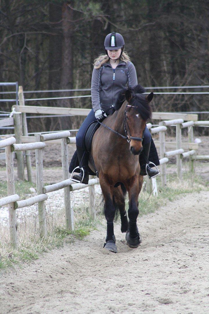 Irsk Sportspony Laney's Max - På banen (-: billede 9