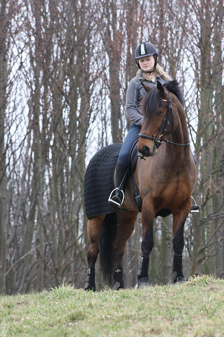 Irsk Sportspony Laney's Max - Maxi føler sig som kongen af verden :-* billede 11