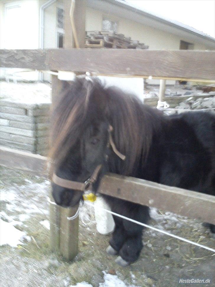 Shetlænder Sharon - Sharon ude på sin nye (nu gamle) fold :P billede 5