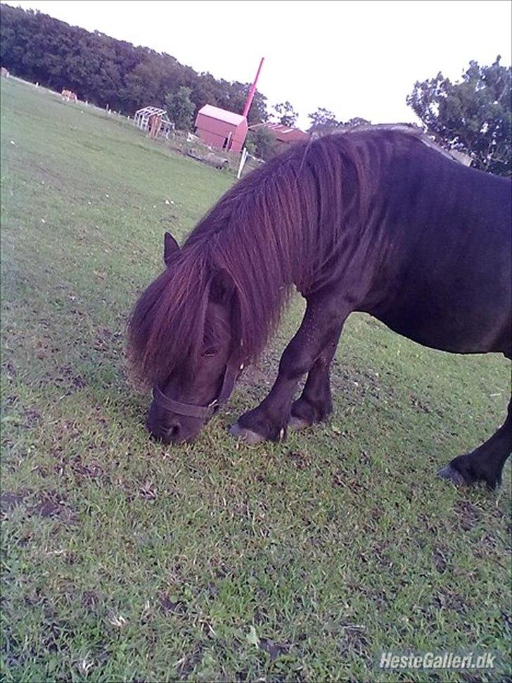 Shetlænder Sharon - Sharon på sin gamle fold ;P billede 6