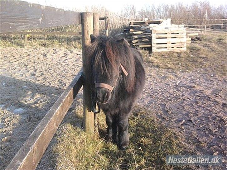 Shetlænder Sharon - Sharon min dejlige hingste basse ;P billede 7