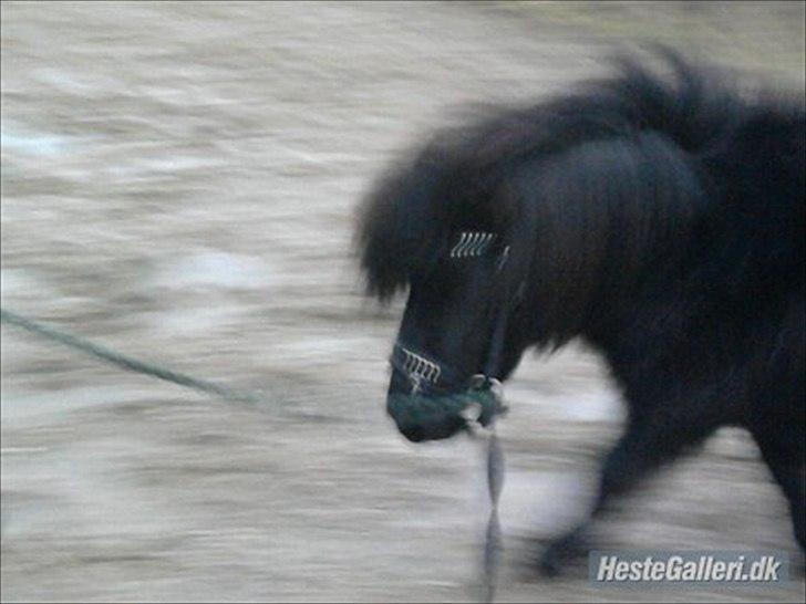 Shetlænder Sharon - Sharon ude på ridebanen ;P (Lidt slørret) billede 8