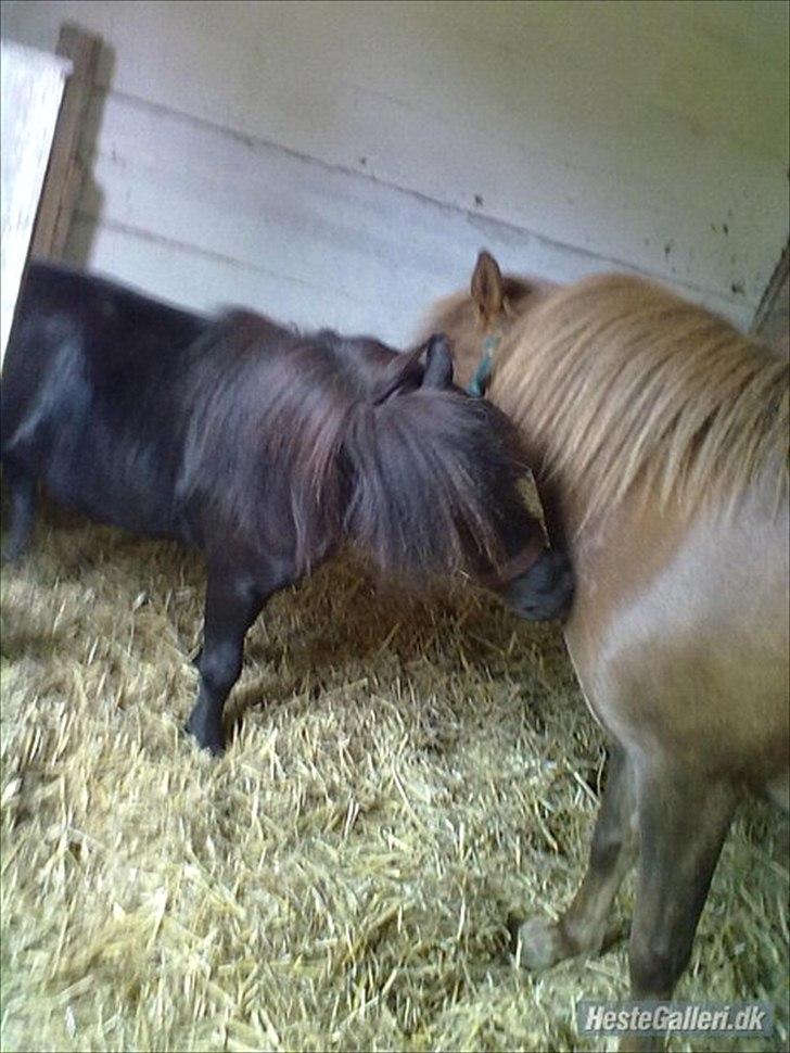 Shetlænder Sharon - Sharon, og hans gamle boks kæreste Lotte ;P billede 10