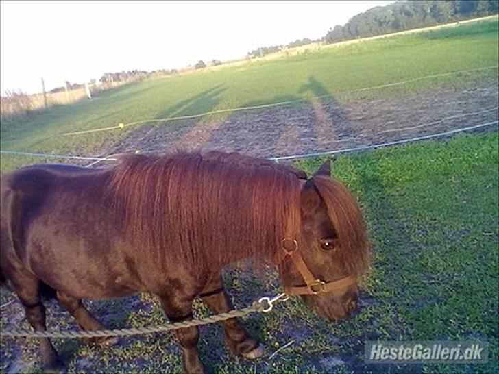 Shetlænder Sharon - Sharon ;D billede 11