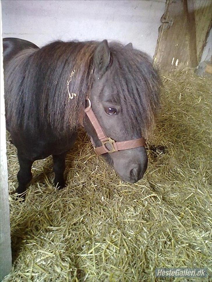 Shetlænder Sharon - Der har vi han jo, mors lille charmetrold! ;D billede 12