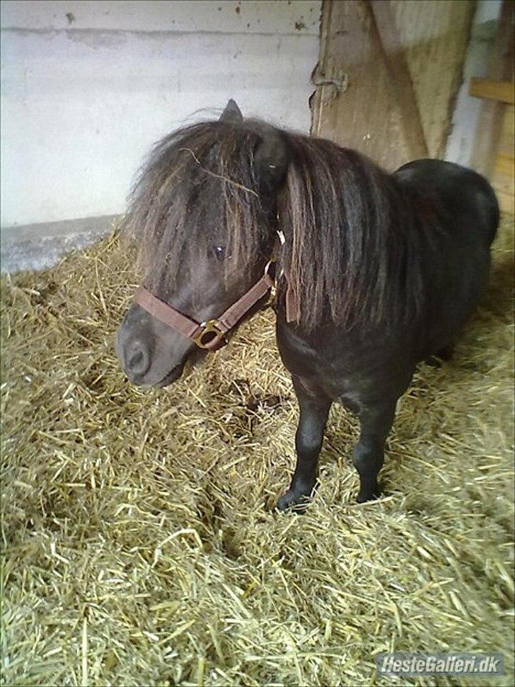 Shetlænder Sharon - Du så dejlig! :D billede 13