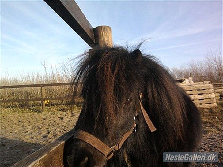 Shetlænder Sharon - Sharon, bliver hygget om ude i den dejlige sol :D billede 14
