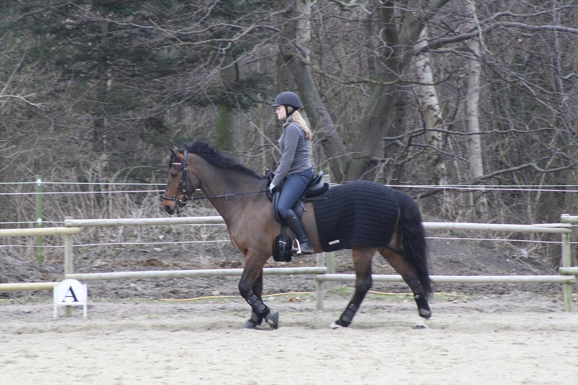 Irsk Sportspony Laney's Max - På ude banen <3 billede 14