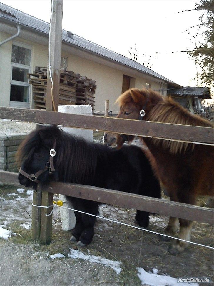 Shetlænder Sharon - Ude på hans gamle fold, med hans kæreste Lotte :D billede 15