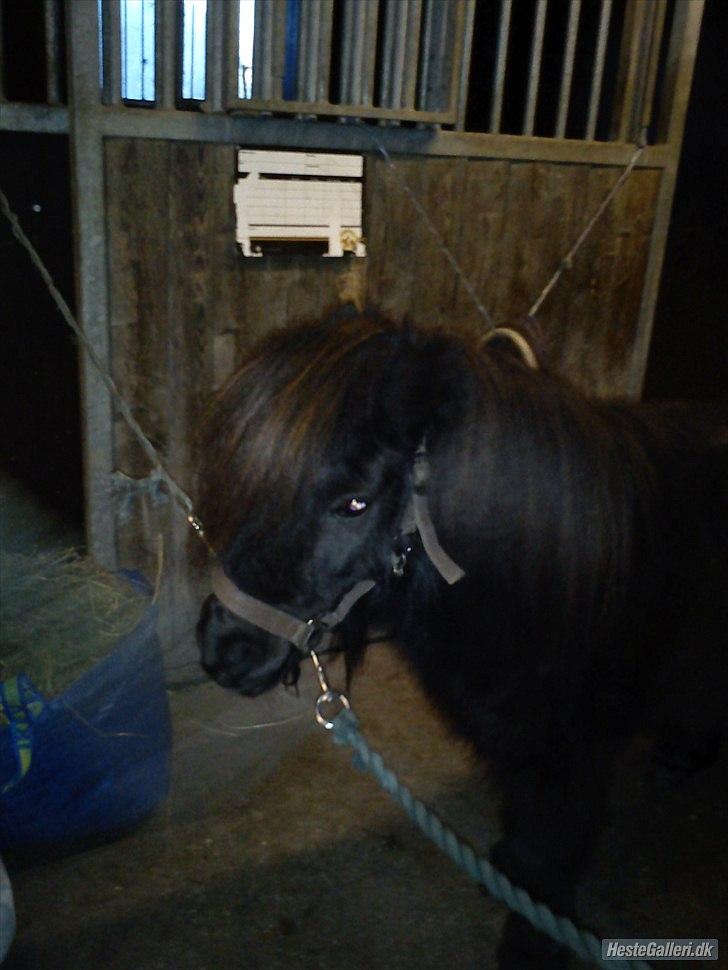 Shetlænder Sharon - I stalden :D billede 16