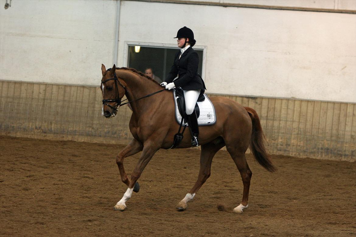 Dansk Varmblod Hecas Lazell - Marts 2012 © Sanne Svendsen billede 7