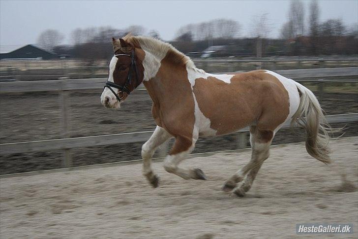 Pinto Royal Rocky<3 - Lækre pony i galop på banen :D<3. billede 13