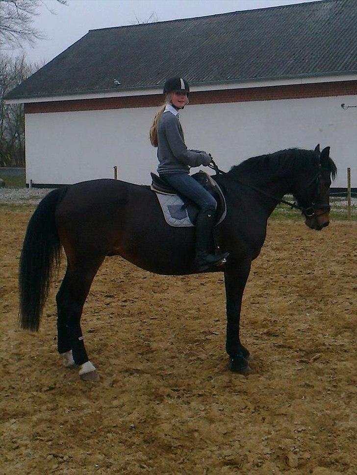 Anden særlig race Charles (Himmelhest) - Trænig udenfor :-) billede 17