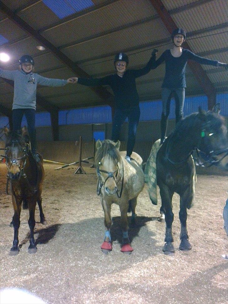 Anden særlig race Charles (Himmelhest) - Hygge efter spring undervisning<3 Første gang jeg stod oppe på ham :-) billede 18