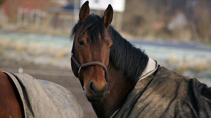 Oldenborg Aron - DRØMMEHESTEN! :* - Min søde dreng :-* Foto: Amanda Piil <3 billede 2