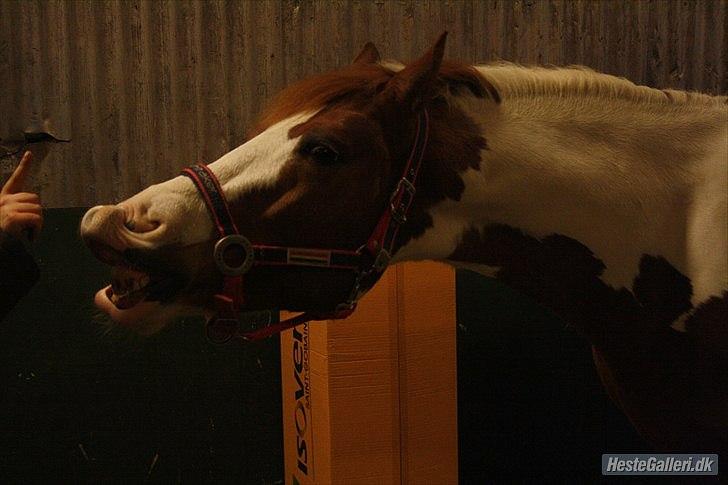 Pinto Saxo Højgård PIH 82 billede 13