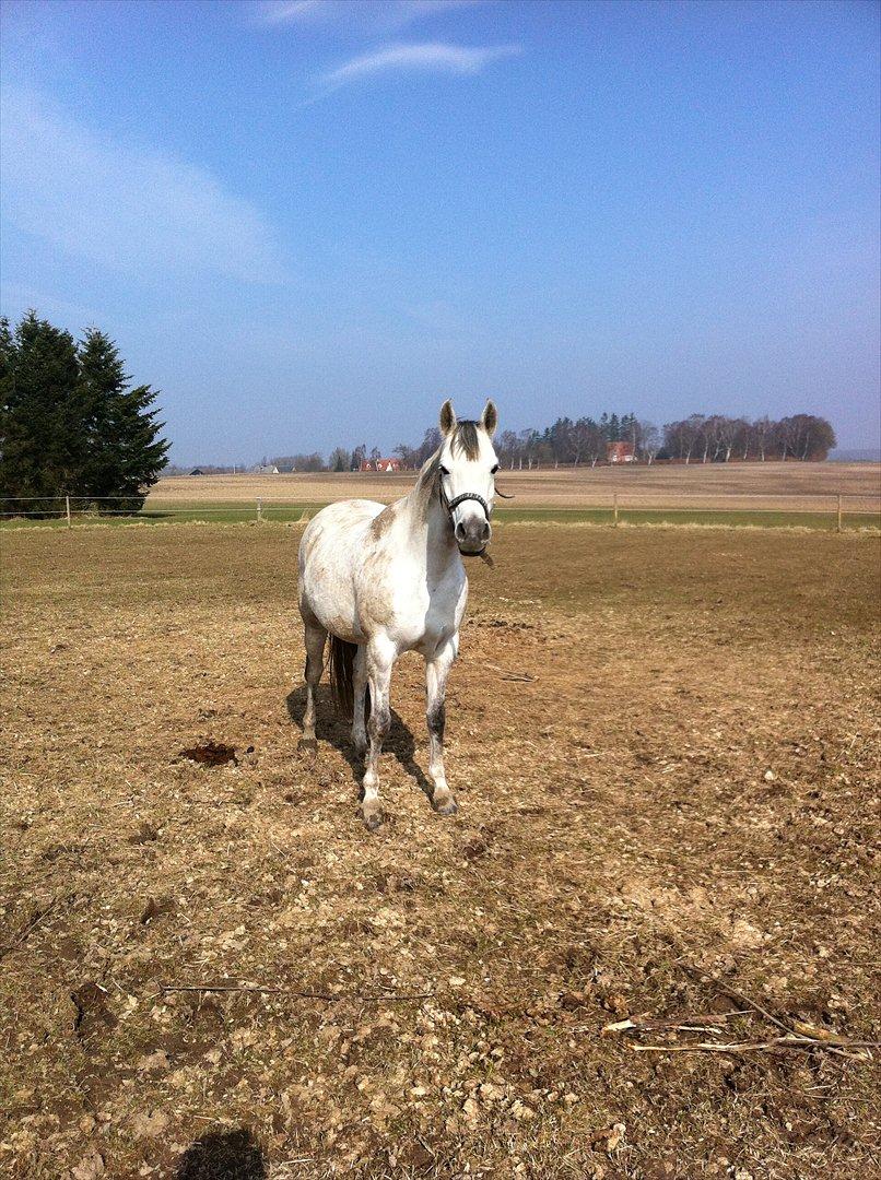 Arabisk fuldblod (OX) Quintara - hun elsker at rulle sig billede 9
