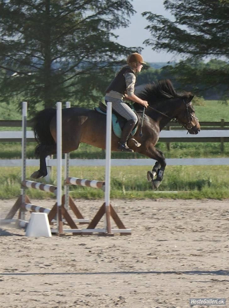 New Forest Felix - Til sløjfespring på HSK.. Det længe siden :')
(læg lige mærke til tabt bøjle) billede 20