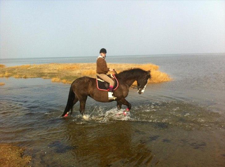 Anden særlig race Leal - strandtur d. 16/3 billede 6