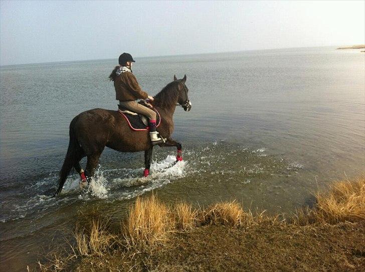 Anden særlig race Leal - strandtur d. 16/3 billede 7