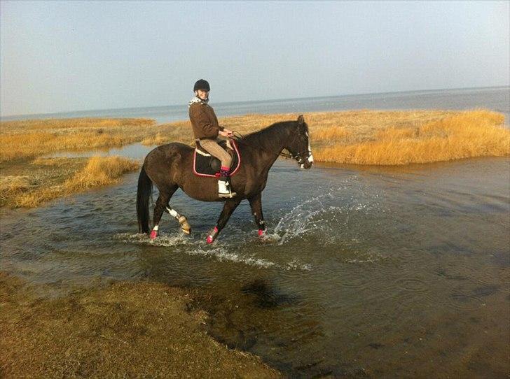 Anden særlig race Leal - strandtur d. 16/3 billede 8