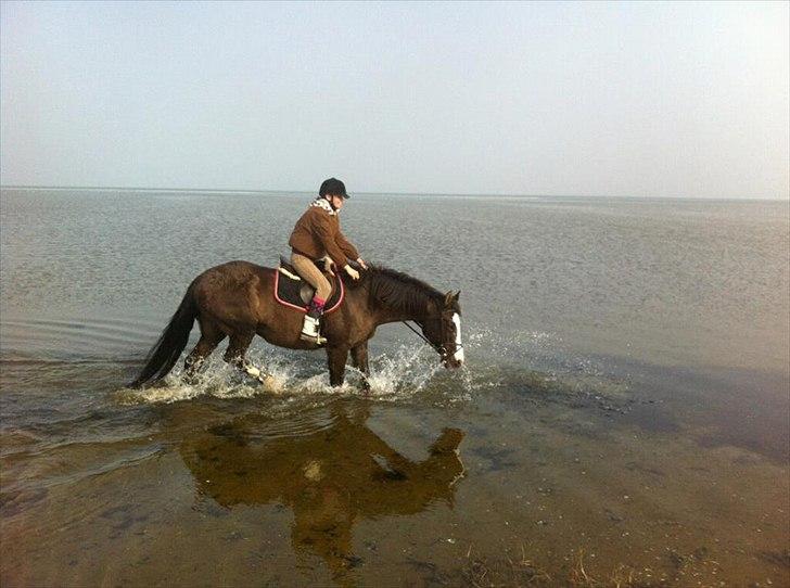 Anden særlig race Leal - strandtur d. 16/3 billede 9
