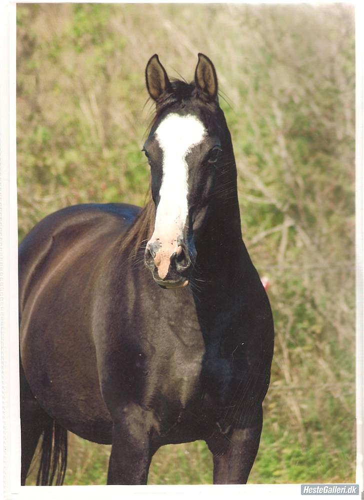 Anden særlig race Leal - hos gamle ejer billede 13