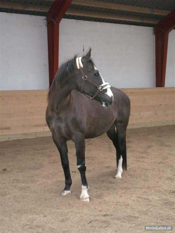 Anden særlig race Leal - hos gamle ejer billede 14