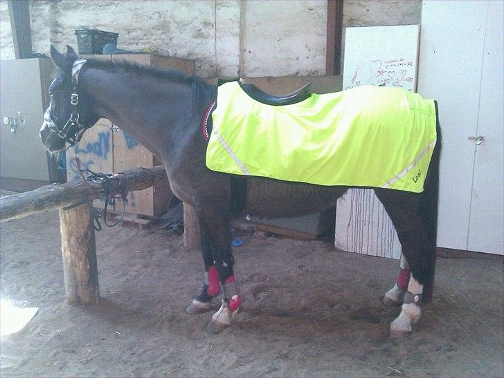 Anden særlig race Leal - ridedækken med hendes navn på.. købt til hest og rytter billede 10