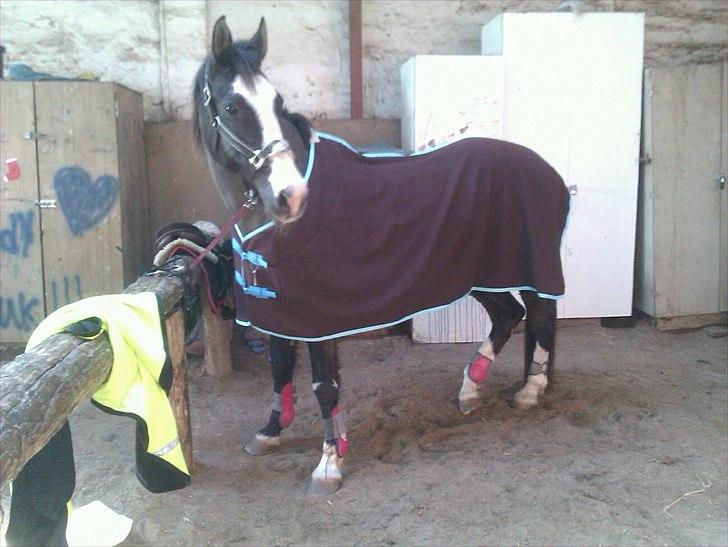Anden særlig race Leal - hendes nye fleecetæppe.. købt til hest og rytter billede 11