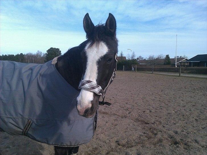 Anden særlig race Leal - Leal med hendes nye grime  billede 12