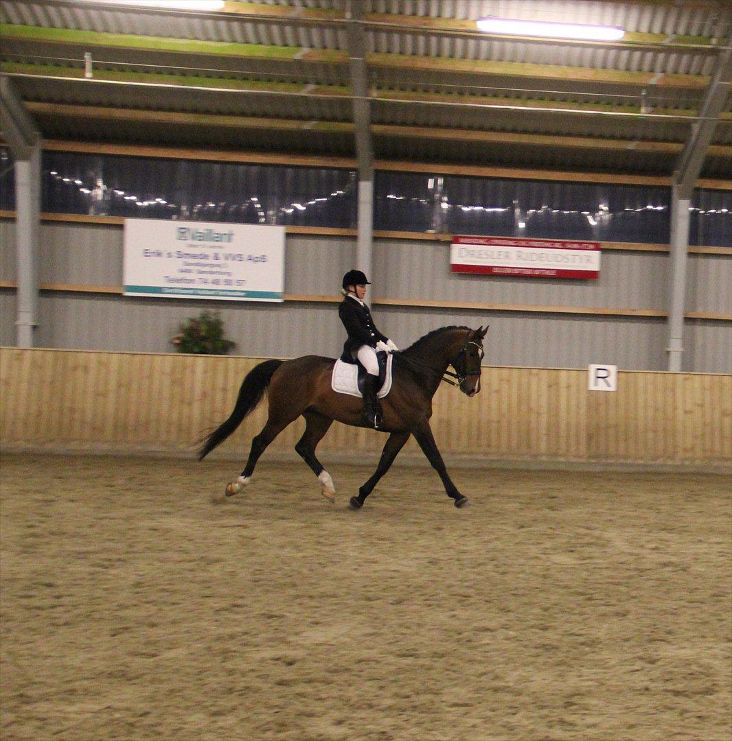 Dansk Varmblod Free Willy; Babyface <3 B-hest! billede 9