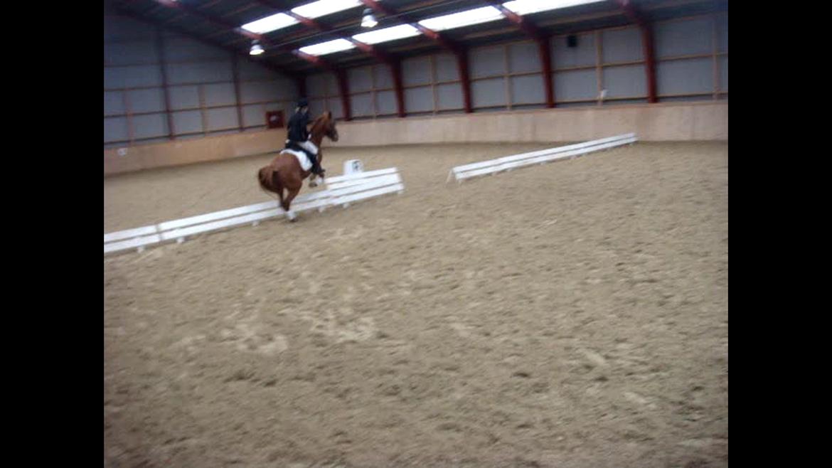 Anden særlig race Ravnsagergaards Torino - Sådan ser det ud når ens hest helre ville springe end ride dressur, mit i et dressur stævneXD

Se gerne vores video med det:-) 

Undskyld den dårlige kvalitet:-) Det er taget ud fra video:-/

 billede 13