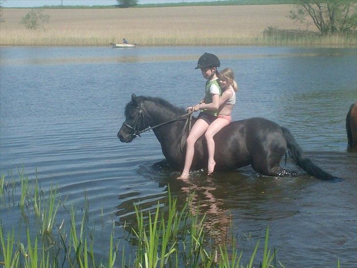 Welsh Pony (sec B) Cia billede 20