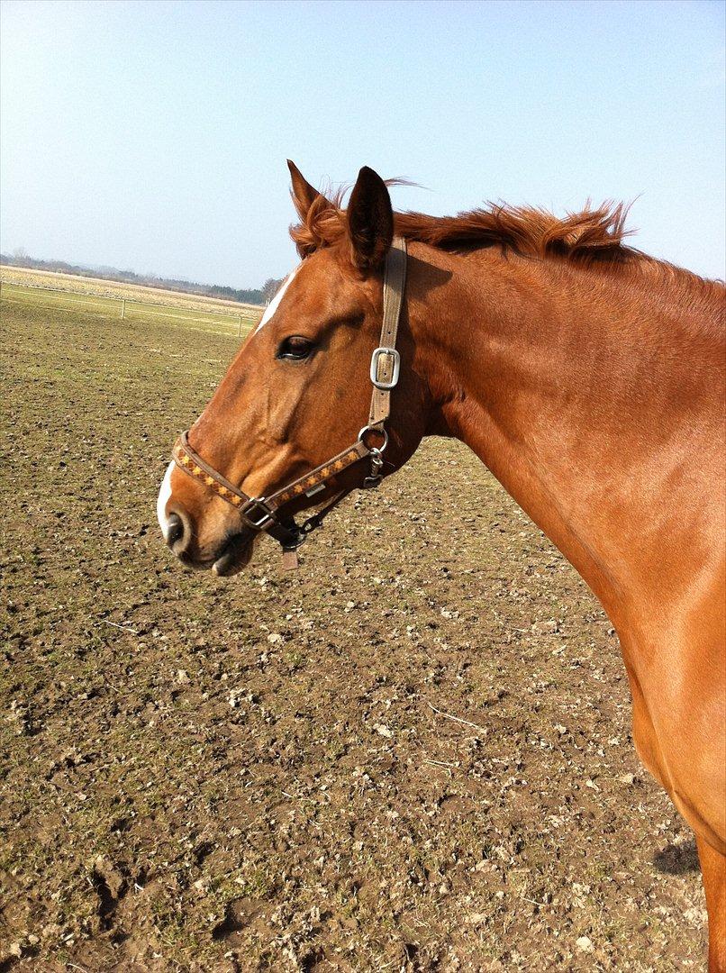 Dansk Varmblod Ravell´s Roxette (Roxy) billede 1