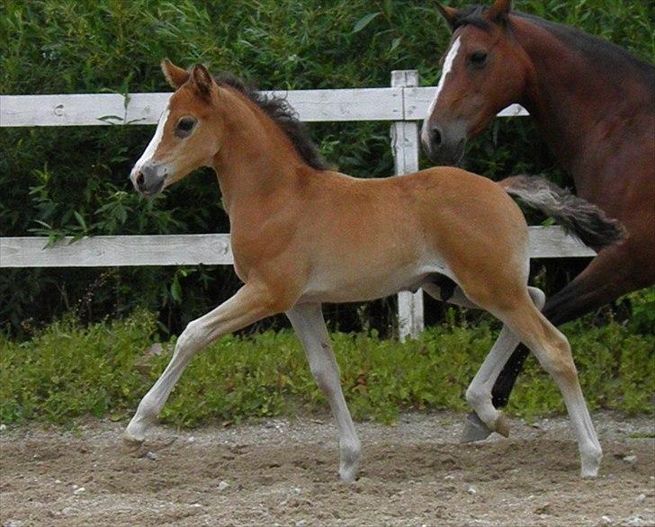 DSP Fredbo´s Rondo Royal<3 billede 35