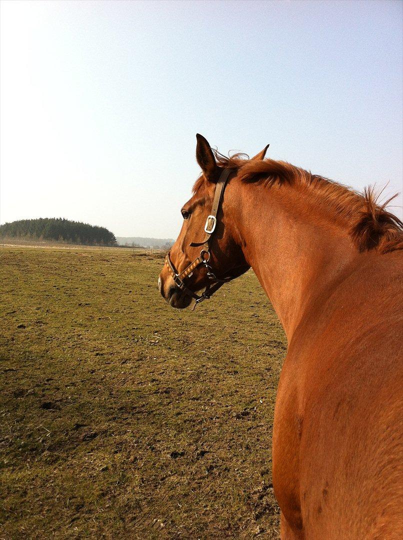 Dansk Varmblod Ravell´s Roxette (Roxy) billede 2