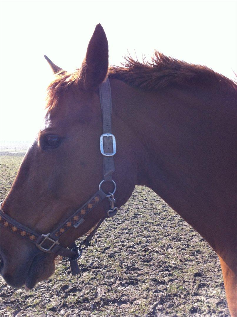 Dansk Varmblod Ravell´s Roxette (Roxy) billede 3