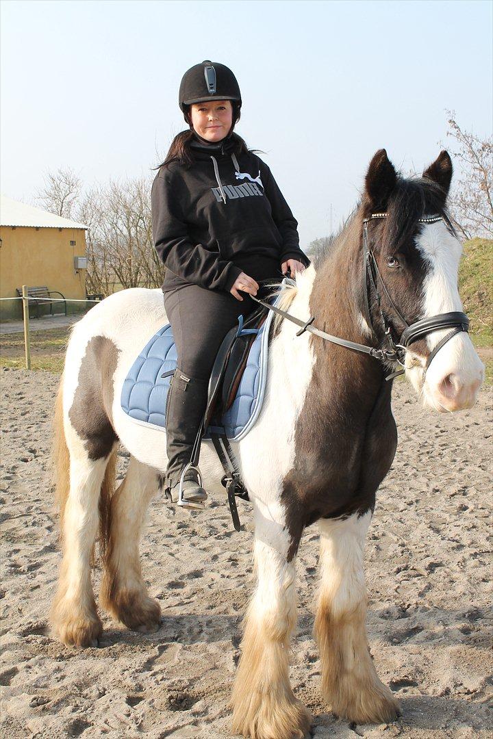 Irish Cob Renaldo (Nalle) R.I.P billede 4