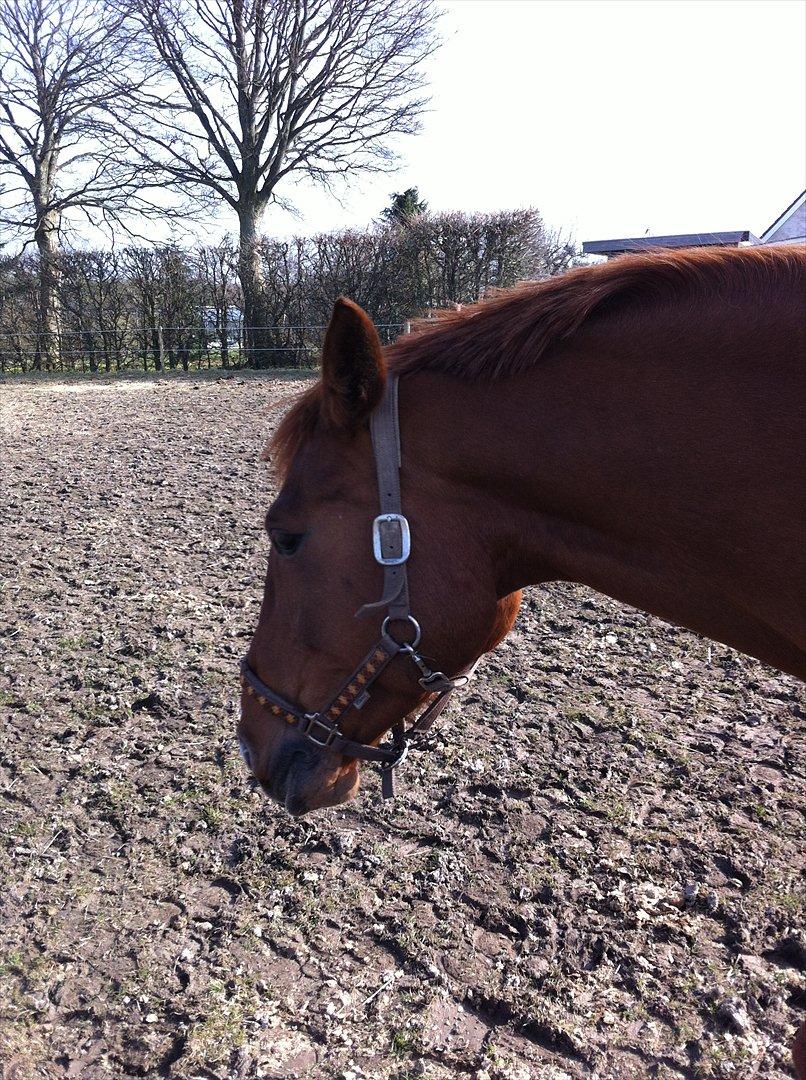 Dansk Varmblod Ravell´s Roxette (Roxy) billede 4