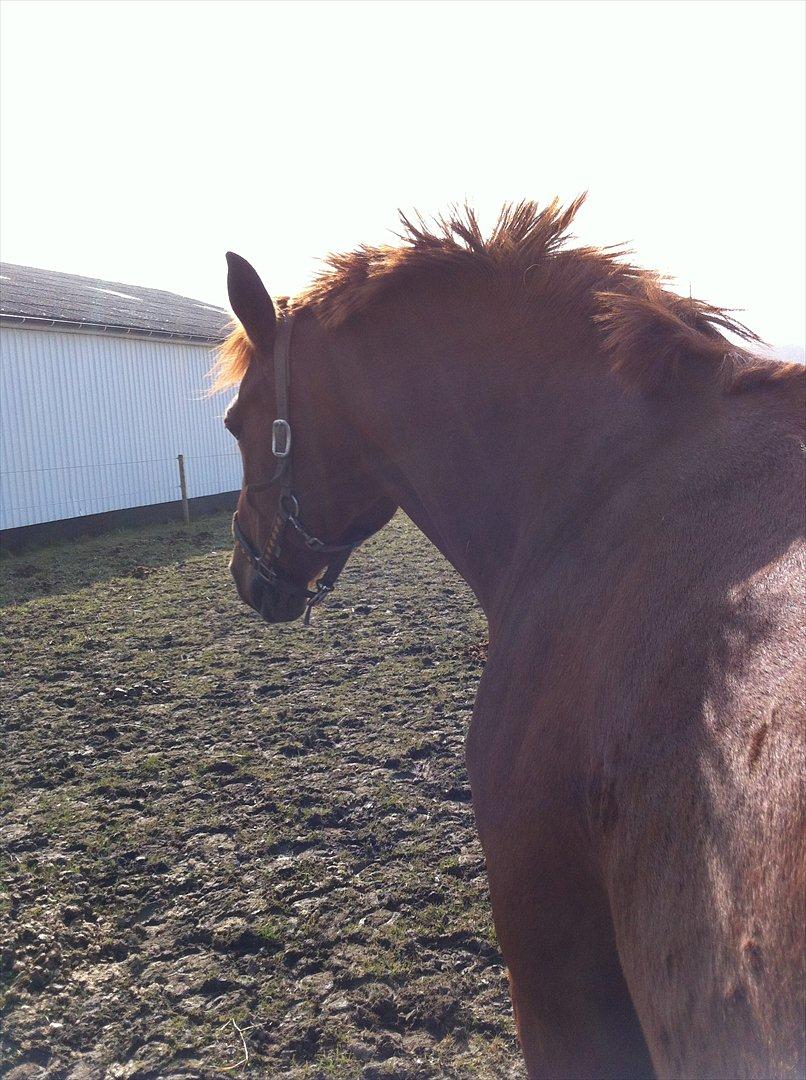 Dansk Varmblod Ravell´s Roxette (Roxy) billede 5
